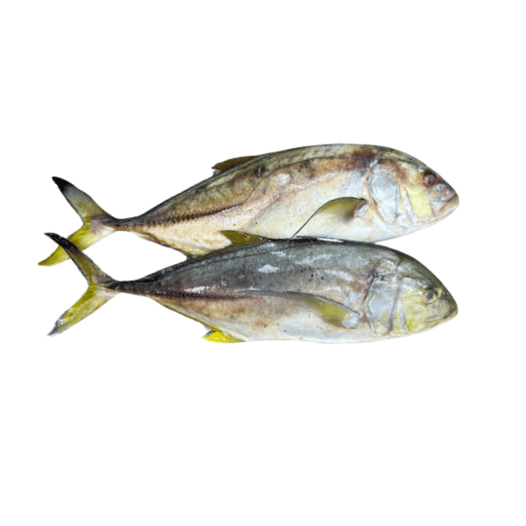 CARangue (பாரை மீன்) 15 KG